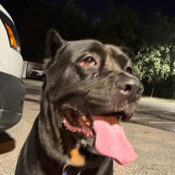 Pocono -  Mastiff Dog for Adoption in Philadelphia, Pennsylvania - Pocono | PetCurious