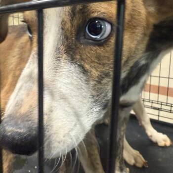 Randii Jr. -  Mixed Breed Dog for Adoption in Winston-salem, North Carolina - Randii Jr. | PetCurious