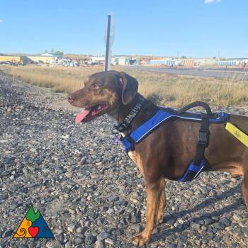 Stanley -  Catahoula Leopard Dog Dog for Adoption in Douglas, Wyoming - Stanley | PetCurious