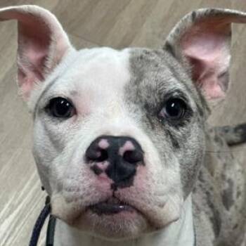 Pit Bull Terrier Dogs Available for Adoption in Lyndhurst, New Jersey - Roxy | PetCurious