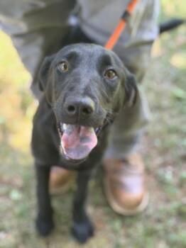 Miley -  Labrador Retriever Dog for Adoption in Meherrin, Virginia - Miley | PetCurious