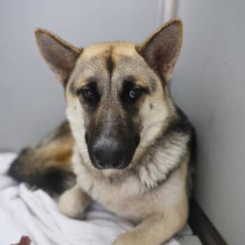German Shepherd Dog Dogs Available for Adoption in San Antonio, Texas - PRETTY | PetCurious
