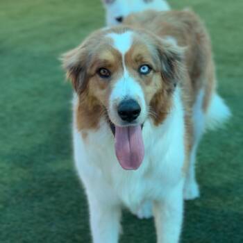 Australian Shepherd Dogs Available for Adoption - Zeus A2260817 | PetCurious