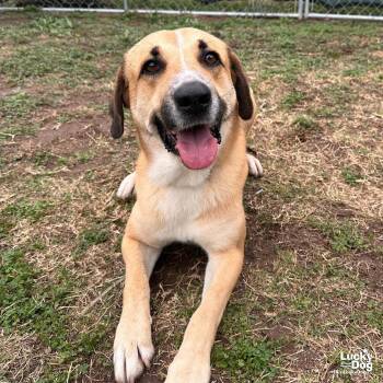 Rescue Black Mouth Cur and Labrador Retriever Dogs for Adoption in Washington, District Of Columbia - Emiliano | PetCurious