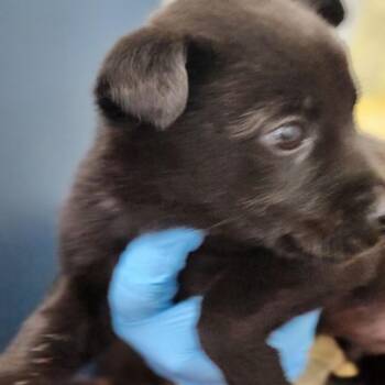 Labrador Retriever Dogs Available for Adoption - CT Rook | PetCurious