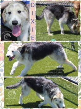 Mixed Breed Dogs Available for Adoption in Kenansville, North Carolina - DIXIE | PetCurious