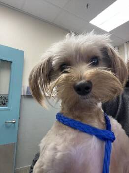 K-POP -  Terrier Dog for Adoption in Las Vegas, Nevada - K-POP | PetCurious