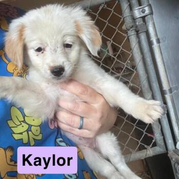 Kaylor -  Australian Shepherd and Mixed Breed Dog Available for Adoption in Hondo, Texas - Kaylor | PetCurious