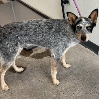 Milhouse -  Mixed Breed Dog for Adoption in Las Cruces, New Mexico - Milhouse | PetCurious