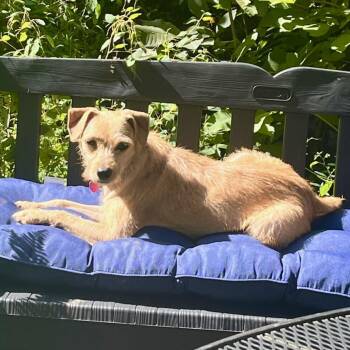 Mother -  Cairn Terrier Dog for Adoption in New York, New York - Mother | PetCurious