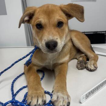 Nash A2280178 -  Shepherd and Mixed Breed Dog for Adoption in Los Angeles, California - Nash A2280178 | PetCurious