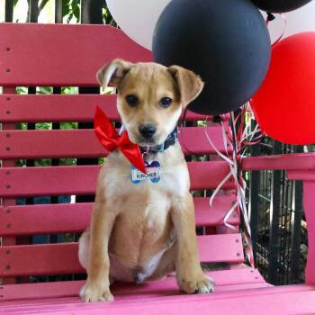 Kircher -  Labrador Retriever Dog for Adoption in Wake Forest, North Carolina - Kircher | PetCurious