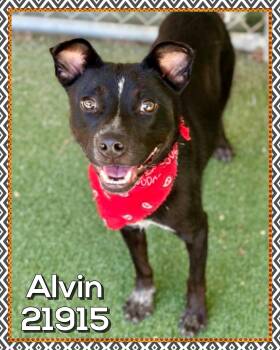 ALVIN -  Border Collie and Terrier Dog for Adoption in Marietta, Georgia - ALVIN | PetCurious