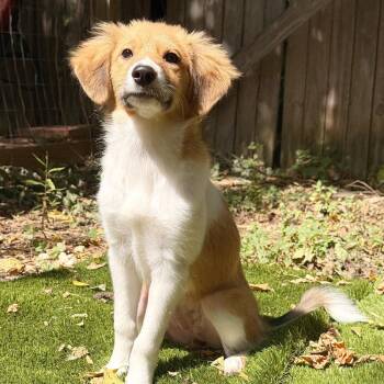 Heather -  Australian Shepherd and Mixed Breed Dog for Adoption in Lewisville, Texas - Heather | PetCurious