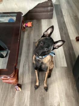 Anthea - Located in New York -  Belgian Shepherd Malinois Dog for Adoption in Imlay City, Michigan - Anthea - Located In New York | PetCurious