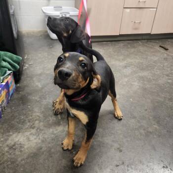 Hound and Mixed Breed Dogs Available for Adoption in Evensville, Tennessee - Gypsy | PetCurious