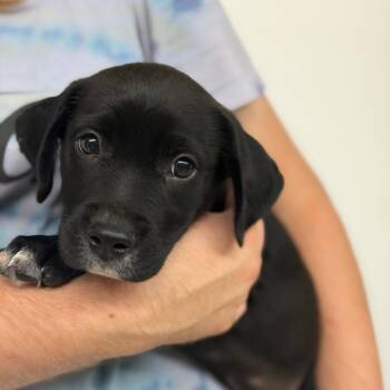 Anubis -  Mixed Breed Dog for Adoption in Denison, Texas - Anubis | PetCurious