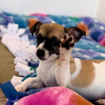 Mist -  Wirehaired Terrier and Mixed Breed Dog for Adoption in Green Bay, Wisconsin - Mist | PetCurious