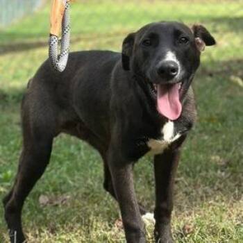 Jim -  Mixed Breed Dog for Adoption in Tyler, Texas - Jim | PetCurious