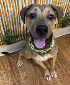 Spike -  Mixed Breed Dog for Adoption in Ocala, Florida - Spike | PetCurious