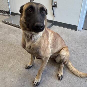 111994 -  Mixed Breed Dog for Adoption in Las Cruces, New Mexico - 111994 | PetCurious