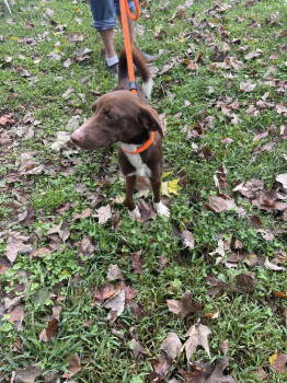 Rescue Mixed Breed Dogs for Adoption - Star | PetCurious