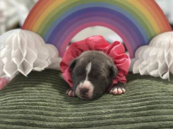 Amethyst -  Mixed Breed Dog for Adoption in New York, New York - Amethyst | PetCurious