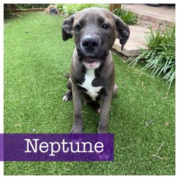Labrador Retriever and Hound Dogs Available for Adoption in Cumming, Georgia - Neptune | PetCurious