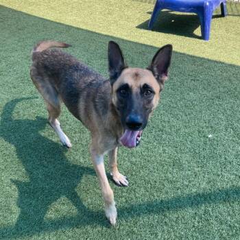 Rescue Mixed Breed Dogs for Adoption in Dallas, Texas - LADY | PetCurious