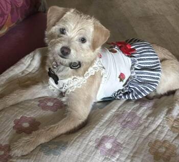 Border Terrier Dogs Available for Adoption in Fresno, California - Frankie | PetCurious