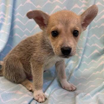 San Miguel -  Carolina Dog and Mixed Breed Dog for Adoption in Kanab, Utah - San Miguel | PetCurious