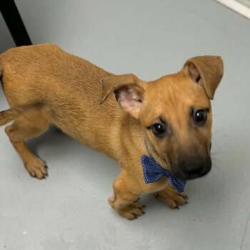 Forrest -  Shepherd and Mixed Breed Dog for Adoption in Concord, North Carolina - Forrest | PetCurious
