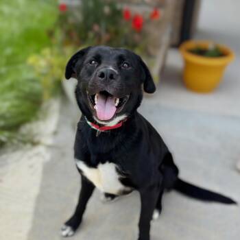 Jolene -  Mixed Breed Dog for Adoption in Nashville, Indiana - Jolene | PetCurious
