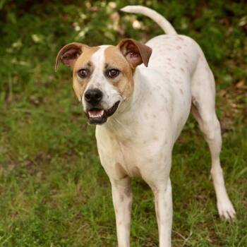 VIOLET -  English Pointer Dog for Adoption in Southaven, Mississippi - VIOLET | PetCurious