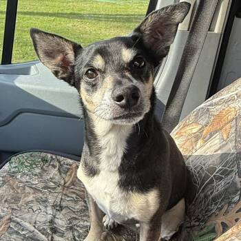 Miniature Pinscher Dogs Available for Adoption in Holiday Hills, Illinois - Jack | PetCurious
