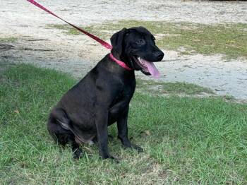 Rescue Labrador Retriever Dogs for Adoption in Troy, Alabama - Justin | PetCurious