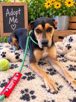 Odie -  Doberman Pinscher and Black And Tan Coonhound Dog for Adoption in Dawson, Georgia - Odie | PetCurious