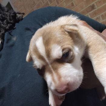 Millie -  Belgian Shepherd Malinois and Husky Dog for Adoption in Parrish, Alabama - Millie | PetCurious