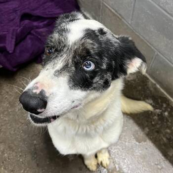 Border Collie and Mixed Breed Dogs Available for Adoption - Gracie | PetCurious
