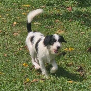 Cookie -  Terrier and Poodle Dog for Adoption in Dayton, Ohio - Cookie | PetCurious
