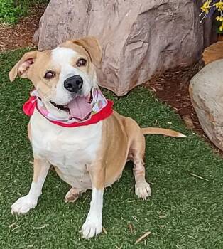 JOLENE -  Terrier and Mixed Breed Dog for Adoption in Oklahoma City, Oklahoma - JOLENE | PetCurious