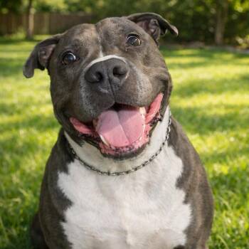 Brody -  Staffordshire Bull Terrier Dog for Adoption in Brookeville, Maryland - Brody | PetCurious