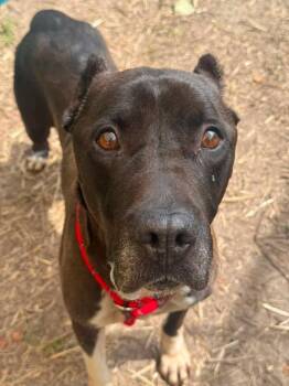 Diesel -  Pit Bull Terrier Dog for Adoption in Chicago, Illinois - Diesel | PetCurious