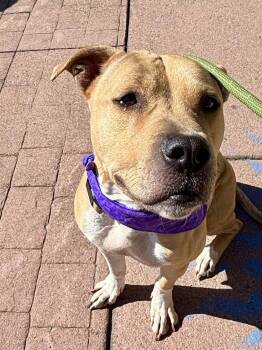 Lady Rose -  Pit Bull Terrier Dog for Adoption in Buffalo, New York - Lady Rose | PetCurious