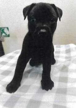 JL - Jaguar -  German Shepherd Dog Dog for Adoption in Vancouver, Washington - JL - Jaguar | PetCurious