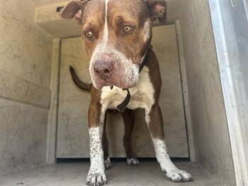 A478876 -  Pit Bull Terrier Dog for Adoption in Oklahoma City, Oklahoma - A478876 | PetCurious