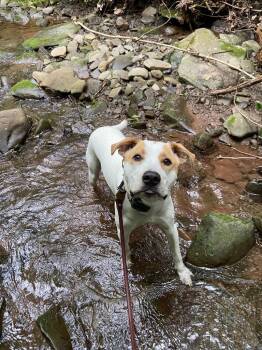 Murphy -  Pit Bull Terrier and Boxer Dog for Adoption in Delhi, New York - Murphy | PetCurious