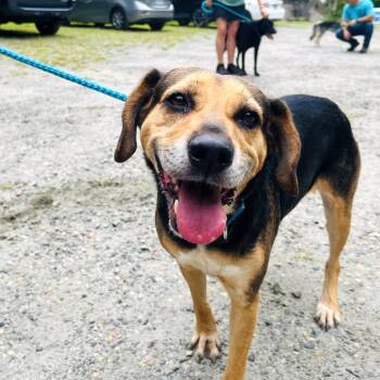 Tootsie -  Mixed Breed Dog for Adoption in Fredericksburg, Virginia - Tootsie | PetCurious