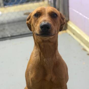 Susie -  Doberman Pinscher Dog for Adoption in Northbrook, Illinois - Susie | PetCurious