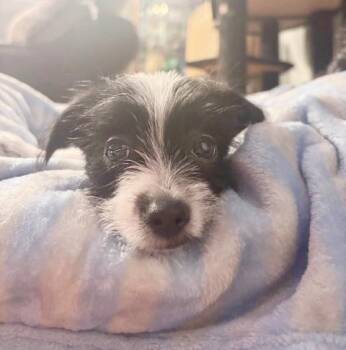 Chihuahua and Yorkshire Terrier Dogs Available for Adoption in Pontiac, Michigan - Laverne | PetCurious